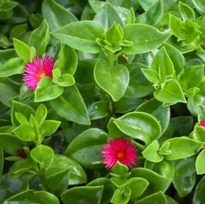 Meet your Posher, Bella